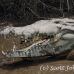 crocodile_american_tar_h_1525_cos2528.jpg